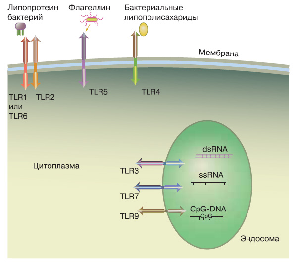 Рис. 1. Толл-подобныерецепторы (TLR) активируют дендритные клетки, специфически взаимодействуя с разными типами антигенов. Схема самая приблизительная. Изображение: «Химия и жизнь»