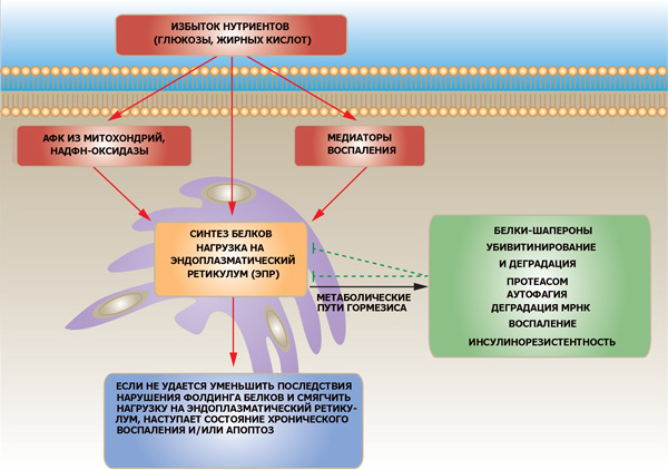 <b>Метаболические пути гормезиса </b><br> Избыток нутриентов — веществ, входящих в состав пищевых продуктов и используемых организмом для обеспечения жизнедеятельности, — не благо, а зло. Большое количество глюкозы или свободных жирных кислот вызывает нарушение синтеза белков