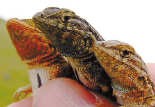 Рис. 1. Самцы игуаны Uta stansburiana. Слева направо: оранжевый («камень»), синий («ножницы») и желтый («бумага»). Оранжевые самцы захватывают территорию, охраняемую синими, но не могут уследить за желтыми тихушниками. синие не могут устоять против натиска оранжевых, но эффективно обороняются от желтых. Фото с сайта bio.research.ucsc.edu