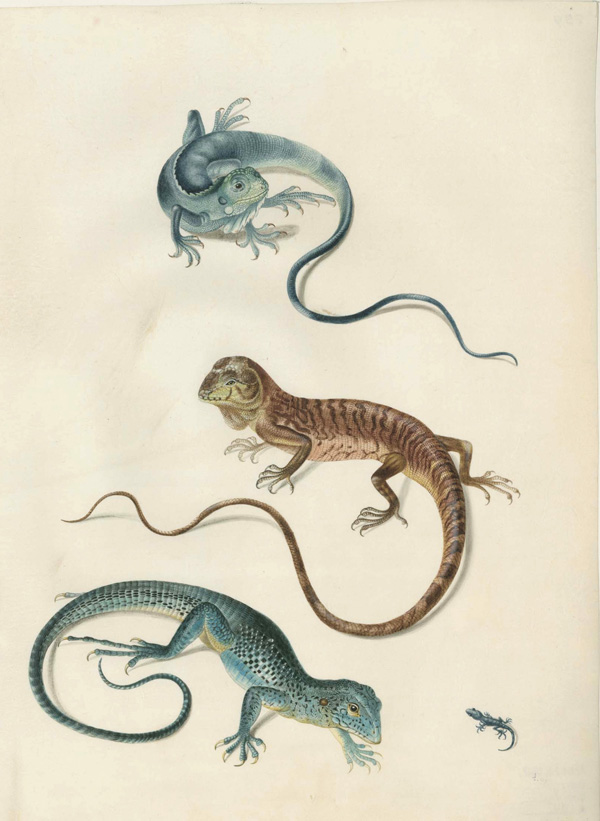 Ящерица-острохвостка (р. Tropidurus), суринамская игуана (р. Holbrookia), суринамская амейва (Ameiva surinamensis) и геккон (сем. Gecconidae). 1699–1701 гг. Пергамен, акварель, кроющие краски. СПФ АРАН. Р IX. Оп. 8. Д. 65