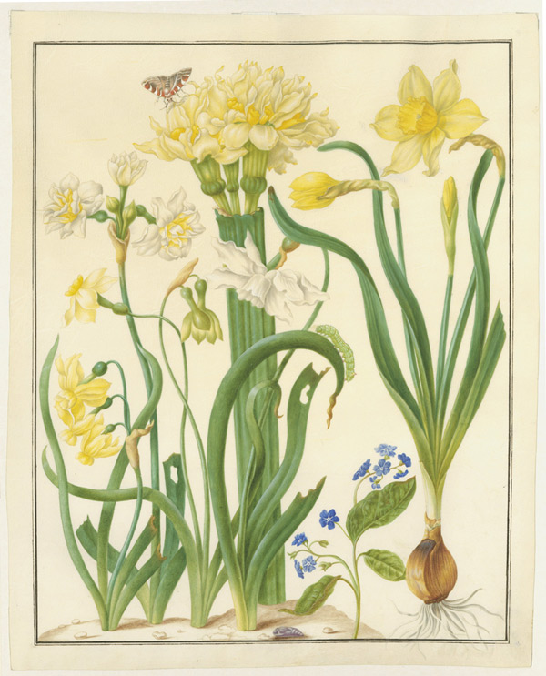 Нарциссы (р. Narcissus) и весенний пупочник (Omphalodes verna). Не позднее1670 г. Пергамен, акварель, кроющие краски. СПФ АРАН. Р. IX. Оп. 8. Д. 25