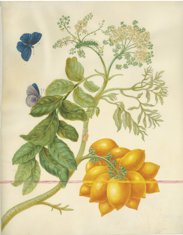 Бабочка энзеласия (Enselasia arbas) на желтой сливе момбин (Spondias mombin). 1700–1702 гг. Пергамен, акварель, кроющие краски. Оригинальный рисунок к гравюре в кн. «Metamorphosis insectorum surinamensium» (1705). СПФ АРАН. P. IX. Оп. 8. Д. 31