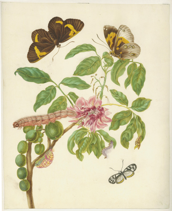 Ветка софоры (р. Sophora), булавоусая софоровая бабочка (Brassolis sophorae) и стеклянница эгла (Leucothyris eagle). 1700–1702. Пергамен, акварель, кроющие краски. СПФ АРАН. Р. IX. Оп. 8. Д. 28