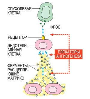 В настоящее время ученые проверяют возможность применения различных блокаторов ангиогенеза в лечении рака. Блокаторы (ангиостатики) подразделяются на разные категории в зависимости от механизма их действия