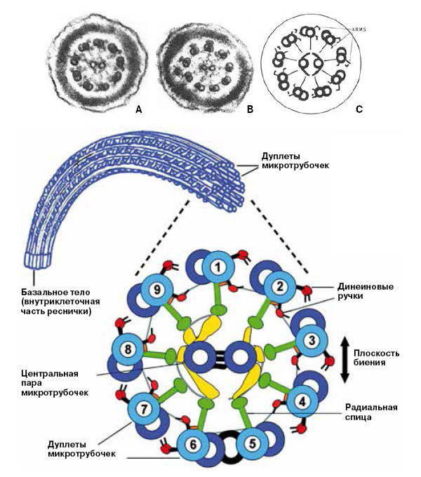 <b>Рис. 3.</b> <i>Вверху</i> — динеиновые ручки видны на электронных фотографиях ресничек жгутиков сперматозоидов здоровых мужчин (A), но отсутствуют у пациентов с синдромом Картагенера (B); справа схематическое изображение реснички (C) (Afzelius B. A., <i>Science</i>, 1976, 193, 4250, 317–319). <i>Внизу</i> — строение поперечного среза жгутика или реснички эукариот, каким оно представляется сегодня. О том, какие молекулярные механизмы заставляют жгутик изгибаться, все еще идут споры, но динеиновые ручки для этого точно необходимы (по: <i>Journal of Cell Science</i>, 2010,123, 519–528)