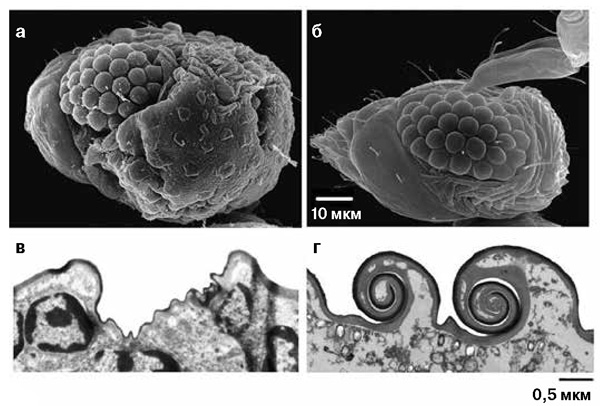 <b>Рис. 11.</b> Изменение головной капсулы после формирования мозга у <i>M. mymaripenne</i>. <i>Сверху</i> голова куколки (<b>а</b>) и взрослого насекомого (<b>б</b>); <i>Внизу</i> срезы кутикул в окципитальной (затылочной) зоне куколки (<b>в</b>) и имаго (<b>г</b>)
