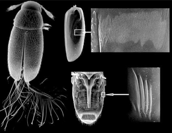 <b>Рис. 3.</b> <i>Nanosella</i> и ее стрингуляционный орган: складки на внутренней стороне надкрыльев (<i>сверху</i>) и гребни на склеритах грудного отдела (<i>внизу</i>)