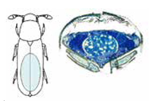 <b>Рис. 6.</b> Жуки-перокрылки откладывают очень большие яйца. <i>Слева</i> — относительные размеры яйца и взрослого насекомого. <i>Справа</i> — поперечный срез тела самки <i>Nanosella</i>, в центре яйцо