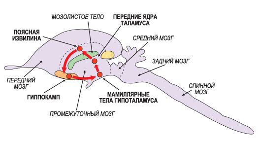 Возникновение эмоций обычно связывают с лимбической системой, основу которой составляет круг Пейпеца (в него входят гиппокамп, мамиллярные ядра гипоталамуса, передние ядра таламуса и поясная извилина). Согласно этим представлениям, эмоциональное возбуждение возникает в гиппокампе, затем переходит в гипоталамус и через передние ядра таламуса в поясную извилину. На рисунке ход возбуждения по кругу Пейпеца в мозге млекопитающего показан красными стрелками. Мозолистое тело - скопление нервных волокон, связывающих правое и левое полушария (изображение: www.nkj.ru)