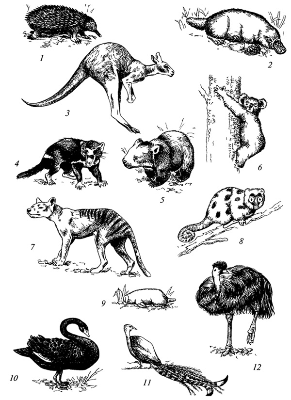 Австралия. Зеленый континент стал тем местом на Земле, где в изоляции долгое время эволюционировали самые необычные группы млекопитающих. 1 — ехидна; 2 — утконос; 3 — гигантский кенгуру; 4 — сумчатый дьявол; 5 — вомбат; 6 — коала; 7 — сумчатый волк; 8 — кус-кус; 9 — сумчатый крот; 10 — черный лебедь; 11 — лирохвост; 12 — эму. Изображение с сайта evolution.powernet.ru