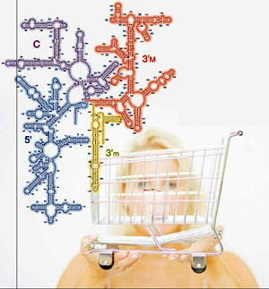 Изображение: «Популярная механика»