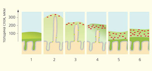 Рис. 2. Схема распределение слоя муцина в разных отделах желудочно-кишечного тракта («Природа» №5, 2015)