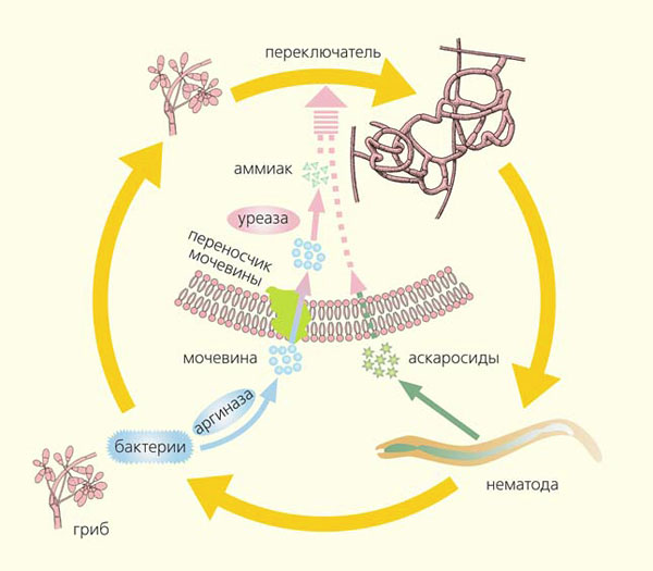 Рис. 4. Схема микробиотных войн между грибами, нематодами и бактериями («Природа» №5, 2015)