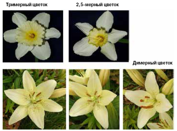 Модель растения