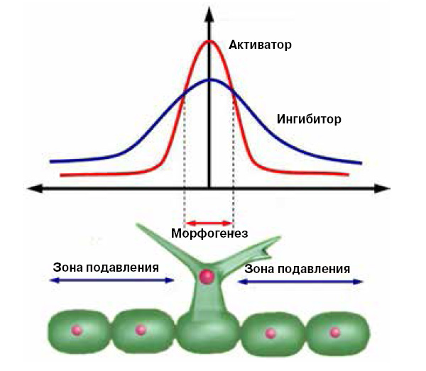 Модель растения