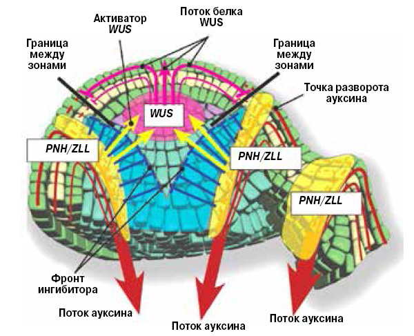 Модель растения