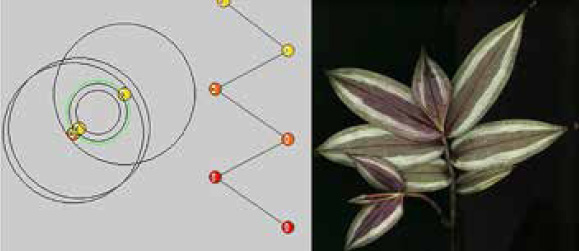 Модель растения