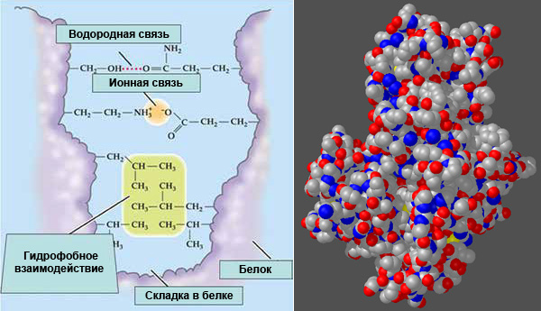 Рис. 11. Формирование третичной структуры белков. Слева — основные типы связей, способствующих сворачиванию полипептидной цепи в глобулу. Справа — сферическая модель третичной структуры фермента гексокиназы. Если бы этот белок, состоящий из двух полипептидных цепей по 920 аминокислот в каждой, не укладывался в глобулу, его длина составила бы около 0,6 мкм, что сопоставимо с диаметром бактерий Escherichia coli