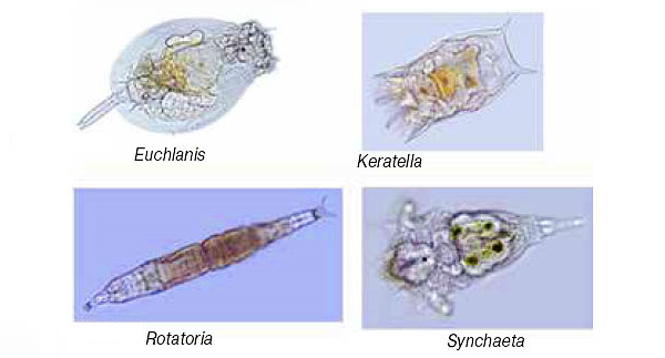 <b>Рис. 2.</b> Некоторые представители коловраток (оптическая микроскопия). Длина тела этих животных 0,04–2,0 мм