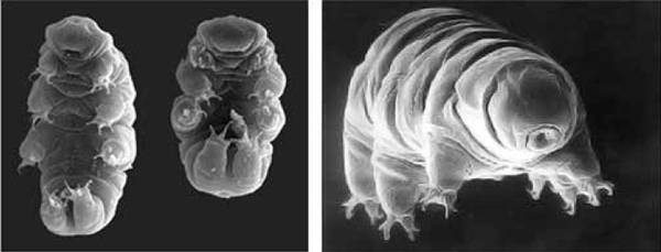 <b>Рис. 3.</b> Тихоходка <i>Hypsibius dujardini</i> под электронным микроскопом. Длина ее тела 0,1–1,5 мм