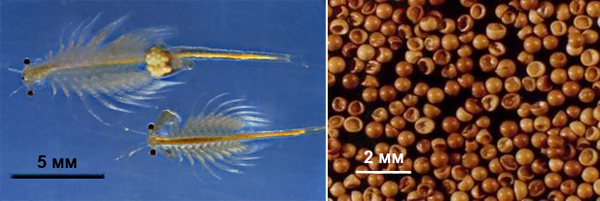 Рис. 5. Жаброногий рачок Artemia salina и его сухие цисты, сохраняющие жизнеспособность в течение нескольких лет после высыхания до 10% остаточной влажности
