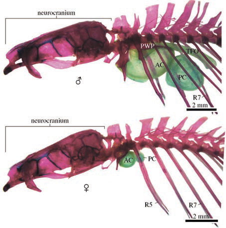 Рис. 3. Плавательный пузырь самца и самки P. balitora. Красным цветом показаны нейрокраниум (отдел черепа, защищающий мозг), позвоночник и ребра. Передний (АС) и задний (РС) отделы плавательного пузыря зеленого цвета. TFO — загадочное образование, напоминающее формой камертон (tuning fork-shaped organ) (Conway et al., 2014)