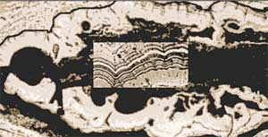 Фото 5. Восковая пленка на поверхности листа (кутикула), функция которой у живого растения состоит в защите ткани листа от внешних вредных воздействий и предотвращении излишнего испарения влаги (увеличение 480x). Слоистое строение этой пленки видно на врезке (увеличение 960x). Насколько можно судить по строению листьев современных растений, подобная слоистость создается чередованием слоев, содержащих целлюлозу, со слоями чистого липидного материала. Изображение: «Наука и жизнь»