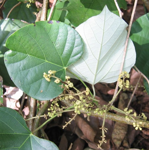 Из лианы Chondrodendron tomentosum индейцы Амазонии получают страшный яд кураре. Этот же яд совершил переворот в анестезиологии, а значит, в хирургии и реаниматологии. Фото: P. Goltra, National Tropical Botanical Garden.