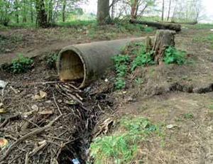 Изображение: «Экология и жизнь»