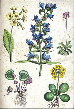 Растения, воспетые Н.А. Холодковским: первоцвет (примула), румянка (синяк) и дряква (цикламен) (из Ботанического атласа Шуберта , 1870 год)