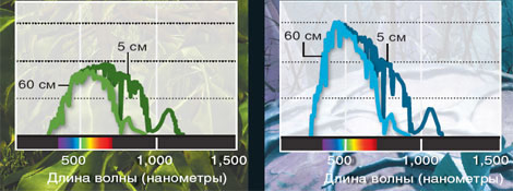 Под водой. Изображение «В мире науки»