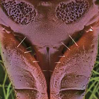 Под прицелом у энцефалита