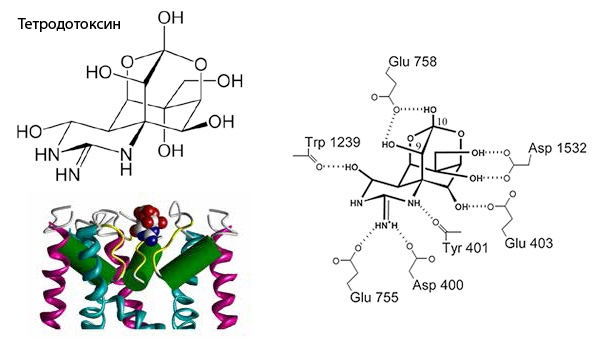 Подобно пробке, тетродотоксин входит во внешний вестибюль натриевого канала. При этом каждая его активная группа взаимодействует со своим аминокислотным остатком (см. рисунок справа)
