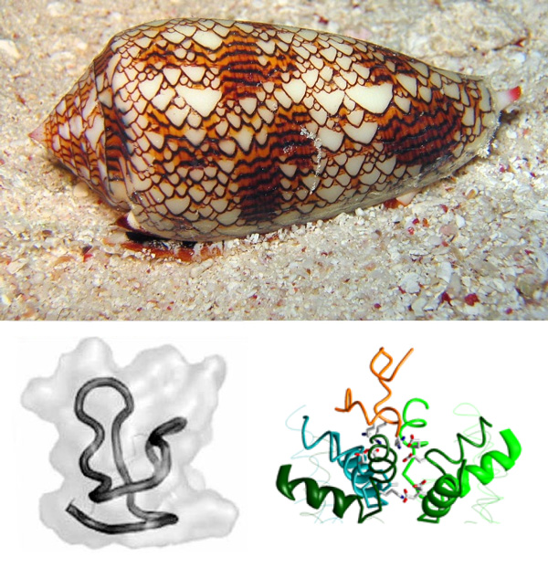 Моллюск <i>Conus textile</i> и структура конотоксина. <i>Справа</i> — конотоксин в канале; в отличие от тетродотоксина, он прикрывает канал сверху
