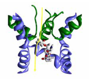 Молекула батрахотоксина сидит в канале и не дает ему закрыться, пропуская ионы натрия. <i>Стрелкой</i> показан ток ионов