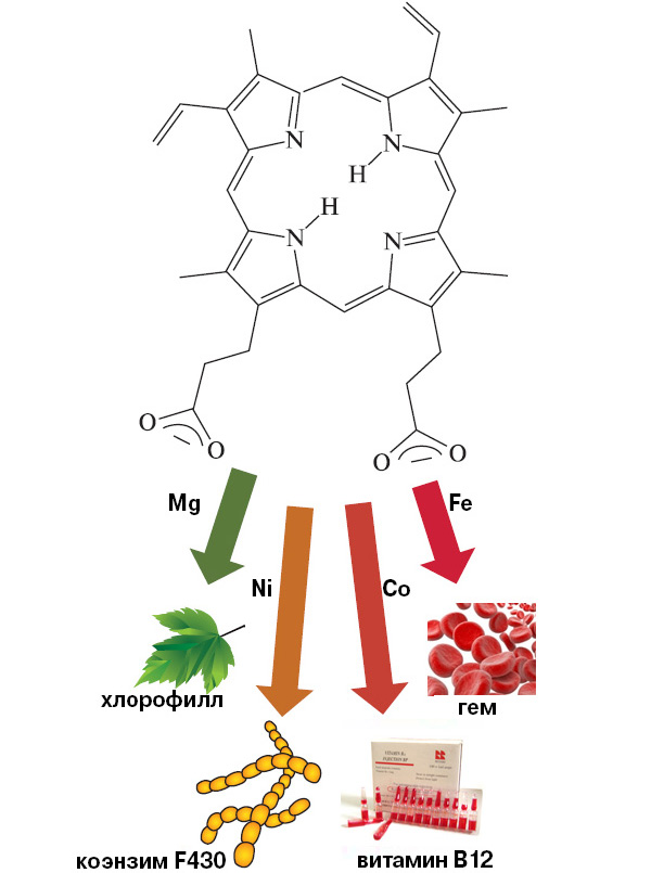 Рис. 2. Из порфирина получаются жизненно важные соединения