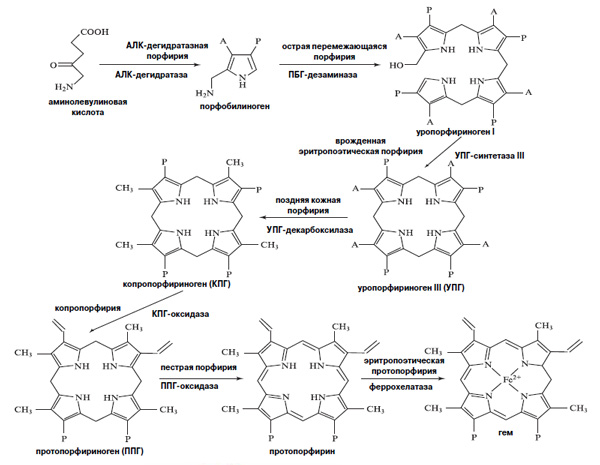 Рис. 3. Общий цикл производства порфирина. Нарушения любой из стадий вызывают определенную форму болезни (ее название указано сверху над стрелочкой)