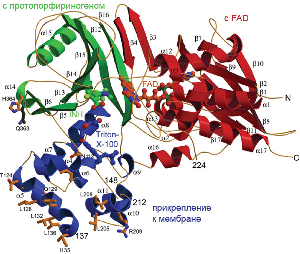 Рис. 4. Фермент ППГ-оксидаза. Одна его часть связывает фермент с мембраной клеточной органеллы, в которой фермент выполняет свои функции. Вторая — с молекулой, с которой работает фермент (в этом случае с протопорфириногеном). Третья часть подцепляет кофермент флавинадениндинуклеотид (FAD). Задача фермента ППГ-оксидазы — забрать водородный атом от протопорфириногена, чтобы получился протопорфирин