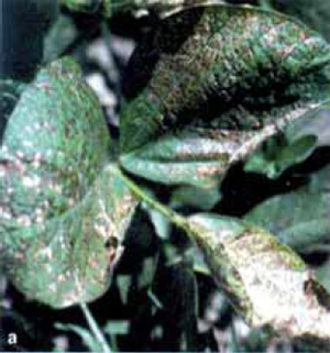 Рис. 6. Гербициды, ингибирующие ППГ-оксидазу, вызывают у сорняков обесцвечивание листьев и обезвоживание