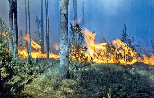 Июнь 2011 года. Шатурский район Московской области, горит лес на торфянике. Чем дело закончилось, знает каждый: торф горел до глубокой осени, а некоторые очаги сохранились и до лета 2012 года. А началось всё с легкомысленного поджога травы на опушке.
