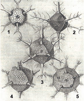 Рисунок радиолярий из книги Э. Геккеля «Челленджерский отчет». Воспроизводится по книге Д\&\#39\;Арси Томпсона «Рост и форма»