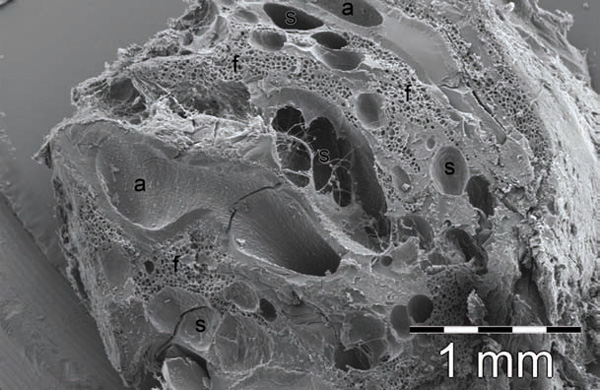 Рис. 2. Изображение, полученное на сканирующем электронном микроскопе