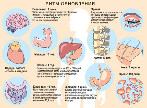 Разные органы и ткани человека обновляются с разной скоростью, и потому можно сказать, что имеют разный возраст (изображение: «Наука и жизнь»)