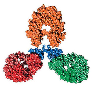 Молекула ритуксимаба (модель). Изображение: «Наука и жизнь»