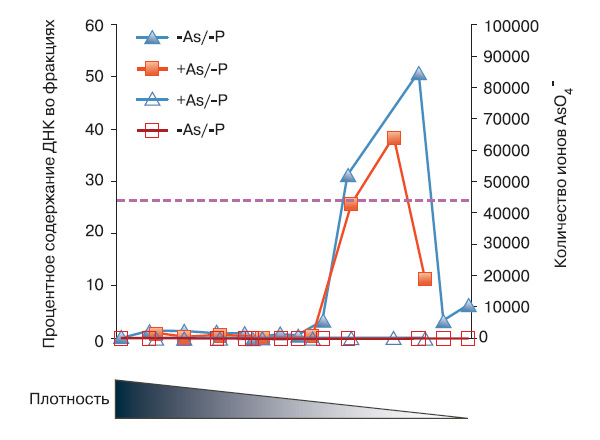 Результат масс-спектрометрии образцов ДНК бактерии GFAJ-1, якобы содержащей мышьяк. Каждая точка — это фракция в градиенте (один график для –As/–P, другой для +As/–P, обе среды содержали 3 мкМ фосфата). Линии с закрашенными точками показывают содержание ДНК во фракциях, с незакрашенными — содержание арсената. Легко видеть, что его нет нигде, в том числе и в ДНК. Пунктирная линия соответствует количеству арсената, которое было бы зарегистрировано, если бы предположение Волф-Саймон и соавторов о замене 4% фосфатов в ДНК арсенатами было верным.