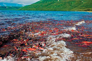 Камчатка. Время нереста. Фото С. Горшкова с сайта www.gorshkov-photo.com