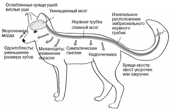 <b>Рис. 2.</b> Дефицит клеток нервного гребня на ранних стадиях развития вызывает сокращение популяции меланоцитов и нарушение пигментации, недостаток хондроцитов (предшественников хрящевой ткани) лицевого скелета и ушной раковины, нехватку одонтоцитов, образующих зубы, недоразвитие мозга и надпочечников