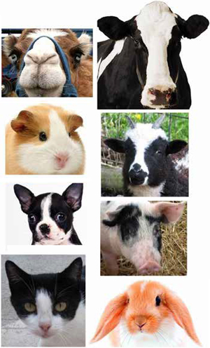 <b>Рис. 1.</b> У всех домашних животных есть что-то общее