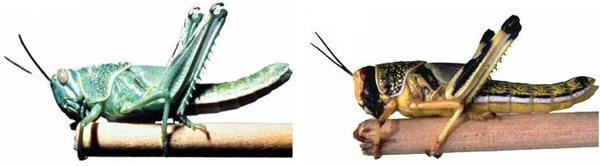 Locusta migratoria — перелётная, или азиатская, саранча — вид прямокрылых из семейства саранчовых. На фото: саранча в мирной одиночной фазе (слева) и в агрессивной стадной фазе
