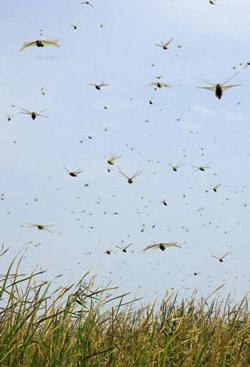 Нашествие саранчи на юге Астраханской области в августе 2010 года